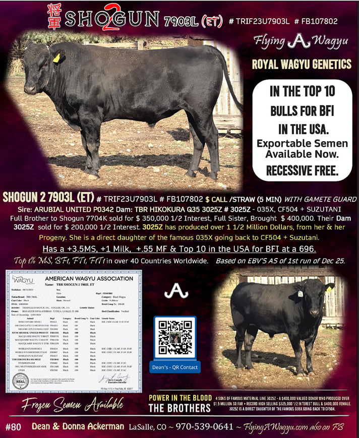 Shogun 7704 - Flying A Wagyu 100% Full Blood Black Wagyu as a Two Year Old
